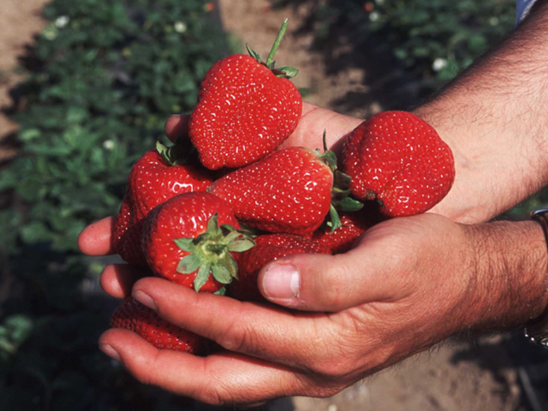 strawberry-plant-sorter-project-card